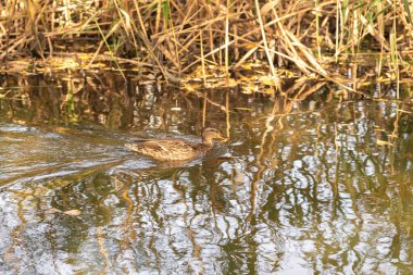 Yazın ormandaki bir gölün sularındaki vahşi ördekler.