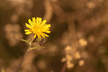 Sarı kelebek bir çiçeğin üzerinde