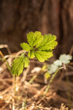 Güneş ışığındaki bir bitkinin yapraklarının yakın çekim görüntüsü.