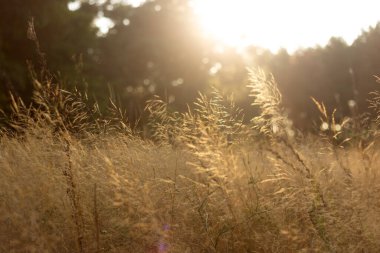 Çayırdaki altın çimenler. altın gün batımı.
