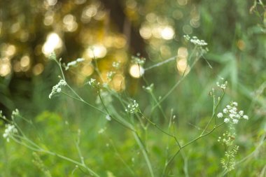 Ormanda yeşil çimenler, doğa