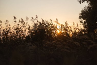 Sonbaharda kırsalda gün batımı.