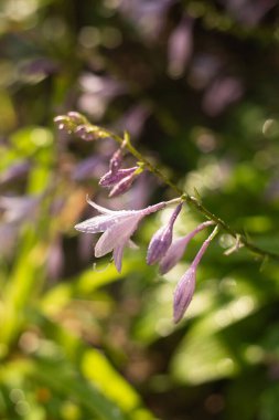 bir ormanın arka planında yeşil yapraklı mor çiçek
