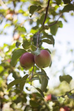 Ağaçtaki kırmızı elmalar