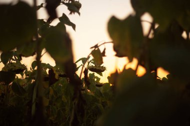 Bahçede yeşil yapraklar