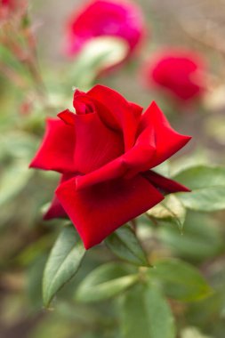 Bahçede kırmızı gül