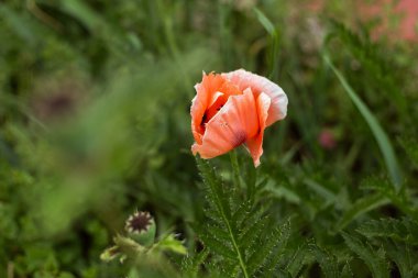 Bahçede kırmızı haşhaş