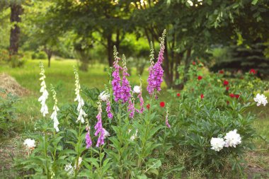 Güzel beyaz ve mor şakayıkları olan yaz bahçesi.