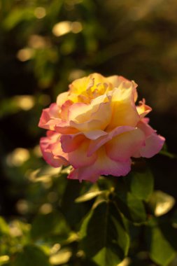 Bahçedeki güzel pembe çiçekler