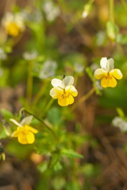 Bahçedeki güzel çiçek