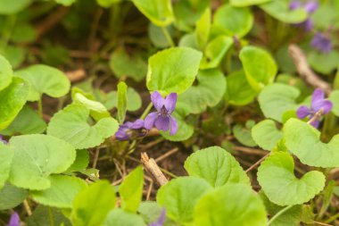 Bahçede yeşil yapraklar