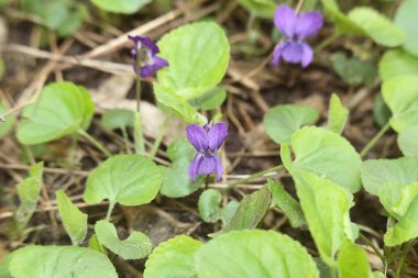 Bahçedeki nonoşun mor mor çiçeği.