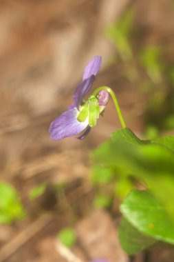 Bahçedeki güzel çiçekler