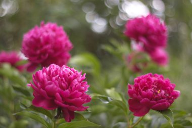 Bahçedeki güzel kırmızı şakayık çiçeği