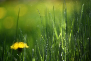 yeşil çimenler ve çiçekler