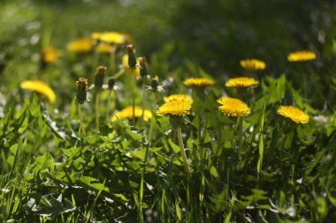 Güzel karahindibalar yeşil çimlerde