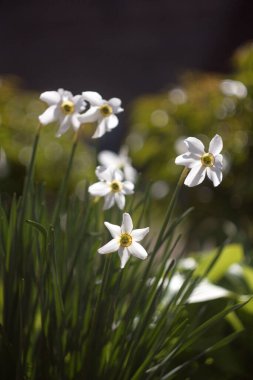 Beyaz çiçekler bahçede çiçek açan