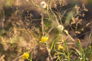 Yakın - tarladaki güzel kır çiçeklerinin manzarası