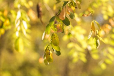 huş yapraklarının sonbahar arkaplanı