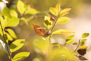 Parkta sonbahar yaprakları