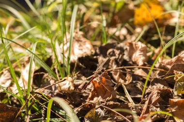 Ormanda sonbahar yaprakları