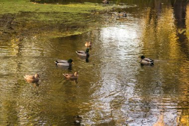 Ördekler gölette yüzer.