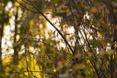 huş yaprakları sonbahar ormanında bir dalda