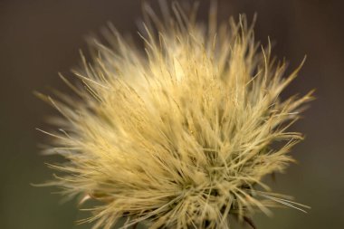 Güzel botanik fotoğrafı, doğal duvar kağıdı.