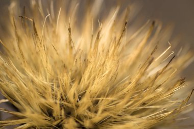 Kuru devedikeni kapat.