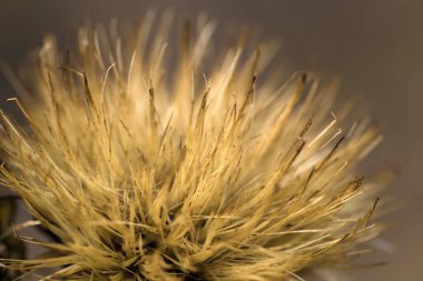 koyu arka plan üzerinde güzel altın çiçek.