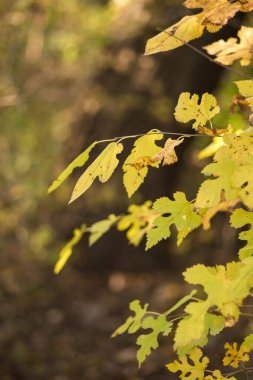 Sonbahar ormanı Sabah güneşinde