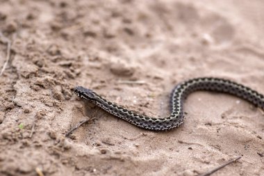 Yılan doğada, vahşi yaşam