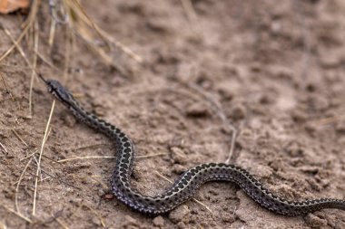 Kumda bir yılana yakın çekim.