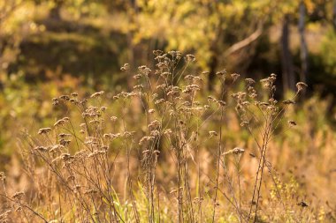 çimen ve sonbahar yaprakları arka plan
