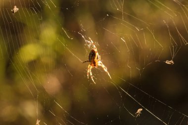 Ormanın içinde bir web örümcek