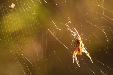 Bir ormandaki örümcek