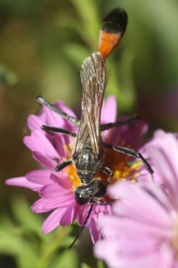 Bir arıya yakın çekim