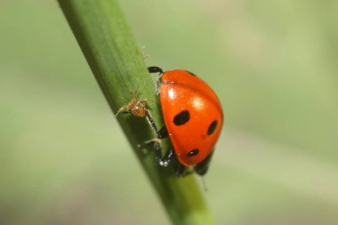 Çimenlerde uğur böceği, yaklaş