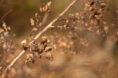 Kuru bitkiler sonbahar ormanının arka planında