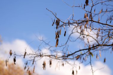 Ormandaki kuru ağaç dalları