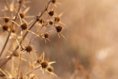 Bahçedeki kuru otlar