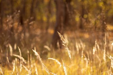 Güzel bir sonbahar arkaplanı ve bir ağaç