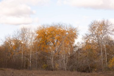 Ağaçlı sonbahar manzarası