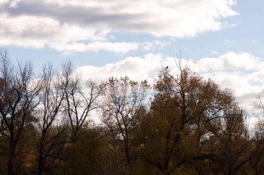 Ormandaki ağaçların yüksek açılı görüntüsü.