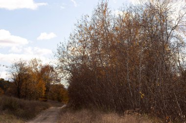 Sonbahar ormanı ve parktaki ağaçlar