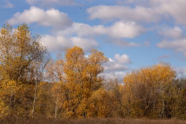 Sarı ağaçlar ve yapraklarla dolu sonbahar manzarası