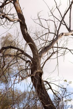 Ormandaki ölü ağaç.