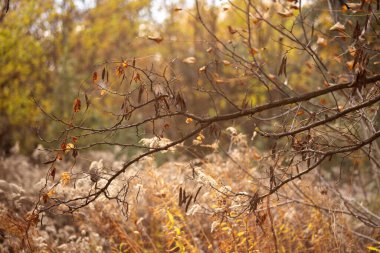 Ormanda sonbahar manzarası