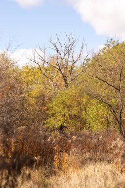 Yapraklı ağaç, doğa ve bitki örtüsü, çevre