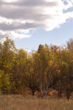 Ağaçlar ve yapraklarla dolu sonbahar manzarası
